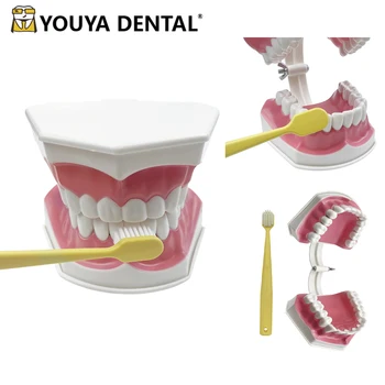 Standartinis odontologinio mokymo modelio tyrimas apie burnos dantų odontologo struktūrą Mokomoji demonstravimo priemonė dantims valyti