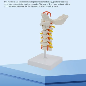 7 sekcijų Kaklo slankstelio modelio tiekimas Lanksti PVC medžiaga Žmogaus skeleto modelis Kaklo slankstelio modelis Kritimas Pristatymas Naujas