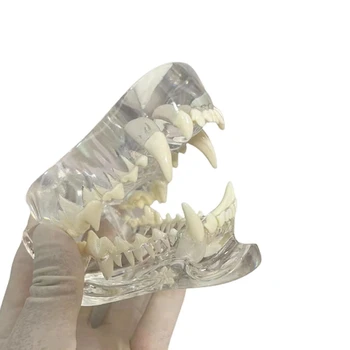 Skaidrūs šunų dantys Anatominis modelis Gyvūnai Burnos danties žandikaulis veterinarinei mokomajai priemonei