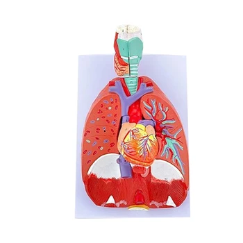 Anatominis plaučių modelis Žmogaus plaučių anatomijos modelis ligų tyrimui Medicinos paskaitos ataskaita, Gyvenimo dydis Plaučių modelio anatomija