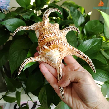 20-21CM Large Chiragra Spider Conch Natural Rugosa Arthritic Spider Conch Sea Shells Namų dekoracijos 
